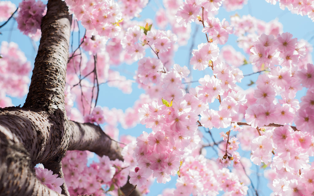 Spring Equinox: Nature’s Nudge To Grow
